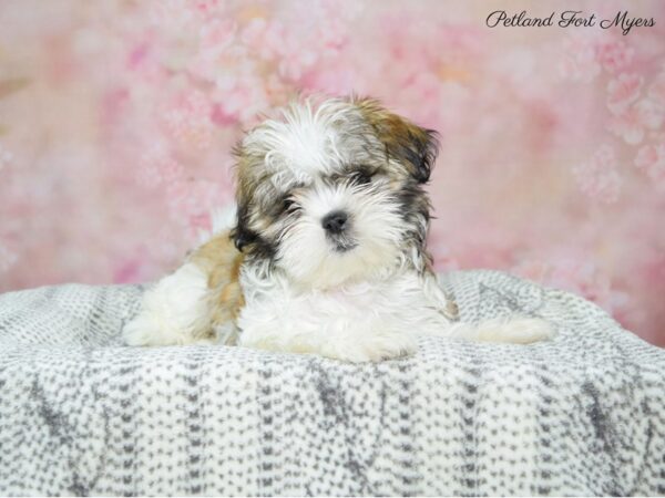 Maltese/Shih Tzu DOG Female Gold & White 22476 Petland Fort Myers, Florida