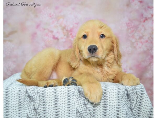 Golden Retriever DOG Female Golden 22475 Petland Fort Myers, Florida