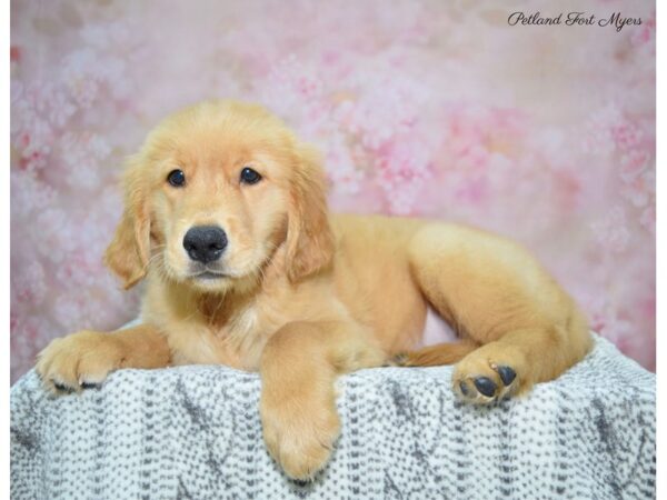 Golden Retriever DOG Male Golden 22474 Petland Fort Myers, Florida