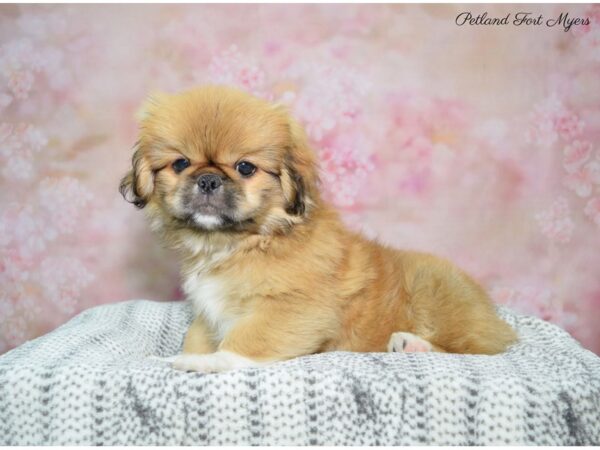 Pekingese DOG Male Sable 22473 Petland Fort Myers, Florida