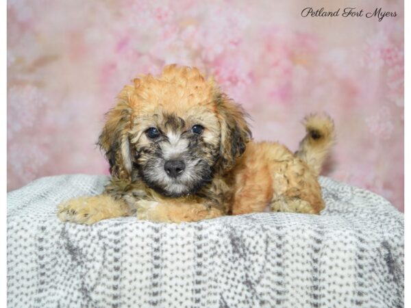 Bichapoo-DOG-Male-Grizzle-22472-Petland Fort Myers, Florida