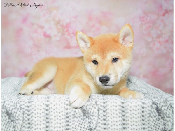 Shiba Inu DOG Male Red & White 22471 Petland Fort Myers, Florida