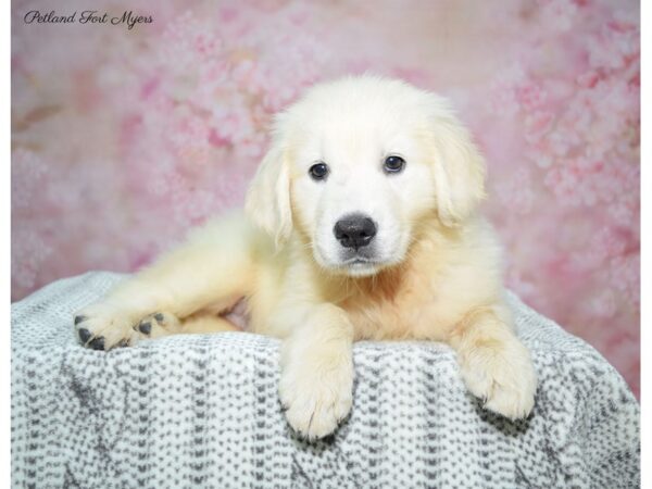 Golden Retriever DOG Female Golden 22469 Petland Fort Myers, Florida