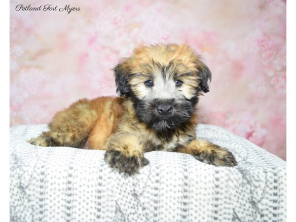 Soft Coated Wheaten Terrier-DOG-Male-Wheaten-22513-Petland Fort Myers, Florida