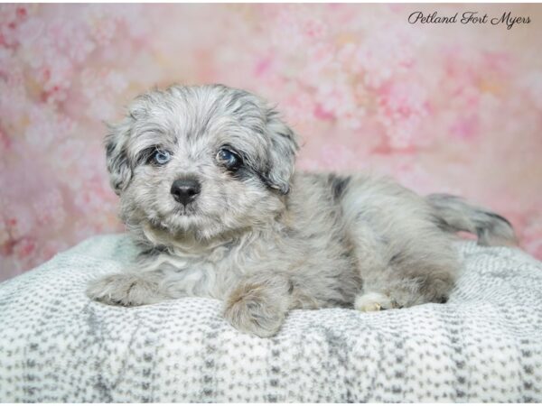 Pompoo DOG Male Blue Merle 22512 Petland Fort Myers, Florida