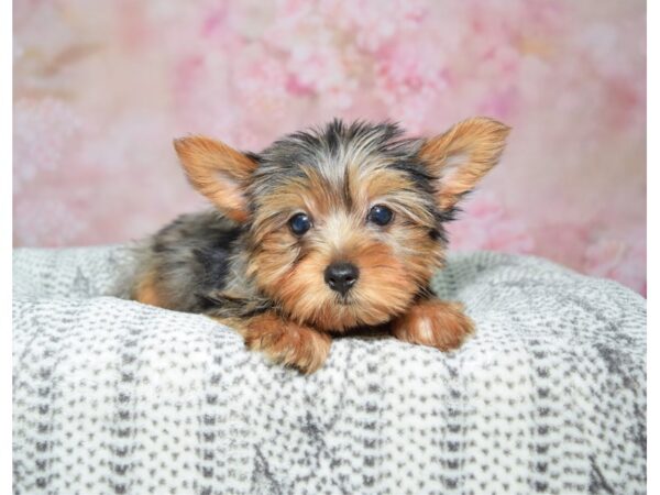 Yorkshire Terrier DOG Female Merle 22510 Petland Fort Myers, Florida