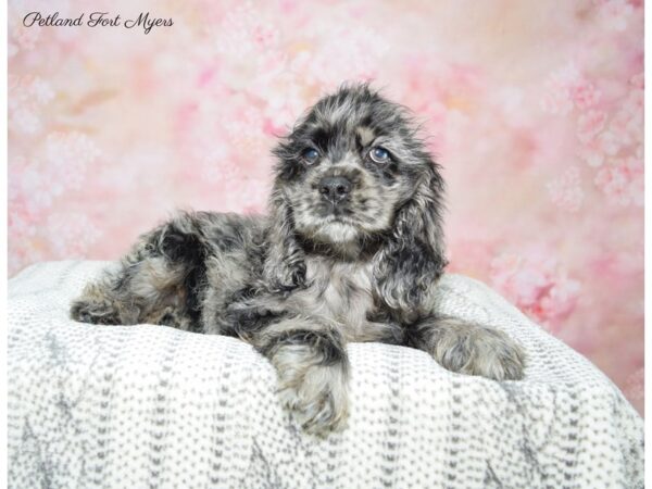 Cocker Spaniel DOG Male Blue Merle 22509 Petland Fort Myers, Florida