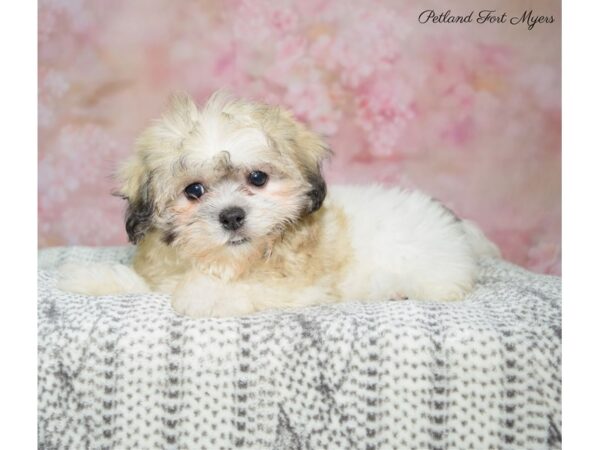 Teddy Bear (Zuchon) DOG Female White & Sable 22508 Petland Fort Myers, Florida