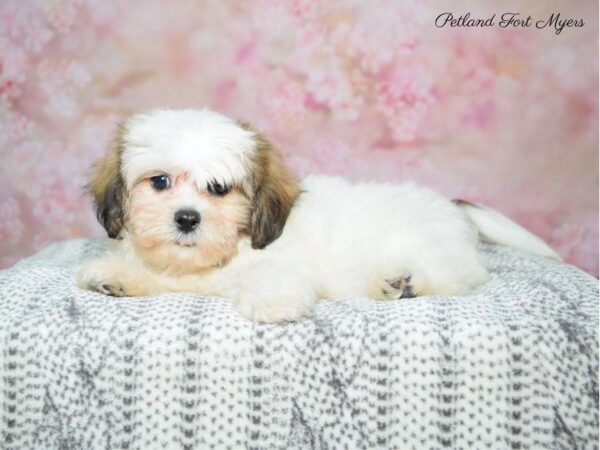 Teddy Bear (Zuchon)-DOG-Male-White & Sable-22507-Petland Fort Myers, Florida