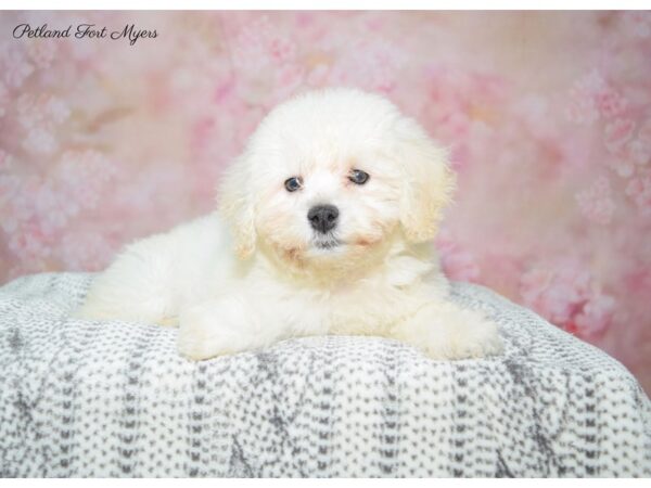 Bichon Frise DOG Female White 22506 Petland Fort Myers, Florida