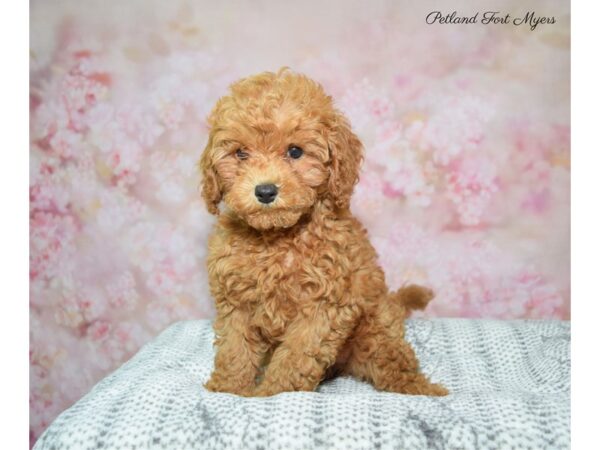 Cava Poo/Poo DOG Female Red 22505 Petland Fort Myers, Florida