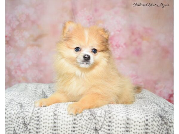 Pomeranian DOG Female Sable 22504 Petland Fort Myers, Florida