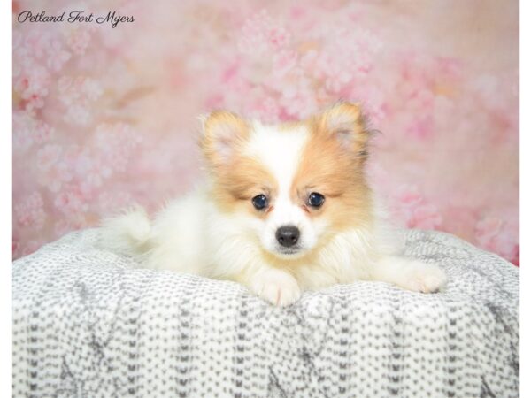 Pomeranian DOG Male White & Sable 22503 Petland Fort Myers, Florida