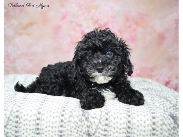 Maltipoo (Maltese/Poodle)-DOG-Female-Black-22502-Petland Fort Myers, Florida