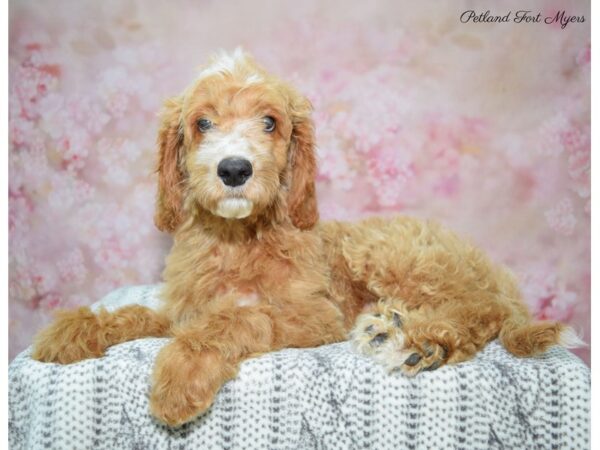 Poodle/Irish Setter DOG Male Red & White 22501 Petland Fort Myers, Florida