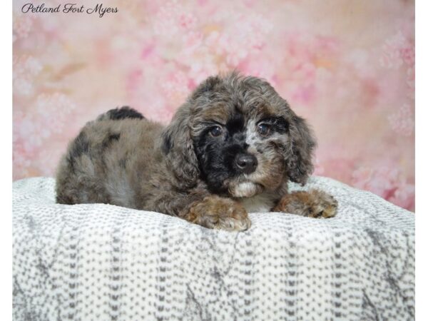 Poodle/Goldendoodle DOG Male Blue Merle & Tan 22500 Petland Fort Myers, Florida