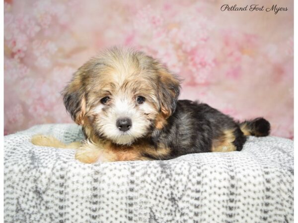 Morkie (Maltese/Yorkshire Terrier) DOG Female Black & Tan 22499 Petland Fort Myers, Florida