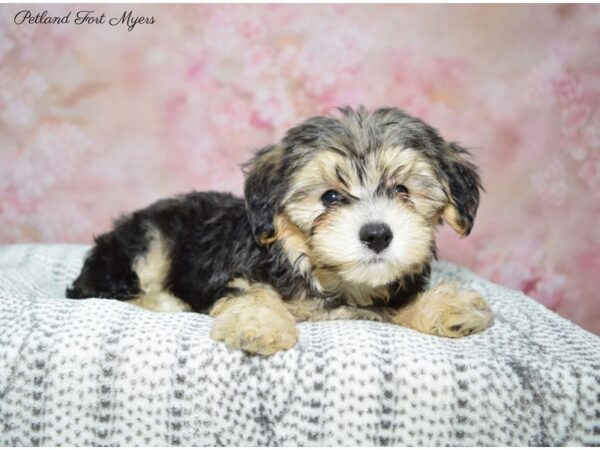 Morkie (Maltese/Yorkshire Terrier) DOG Male Black & Tan 22498 Petland Fort Myers, Florida