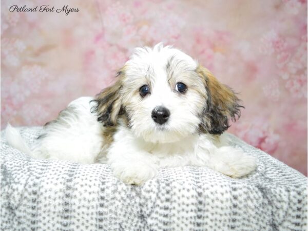 Havachon DOG Female White & Brown 22497 Petland Fort Myers, Florida