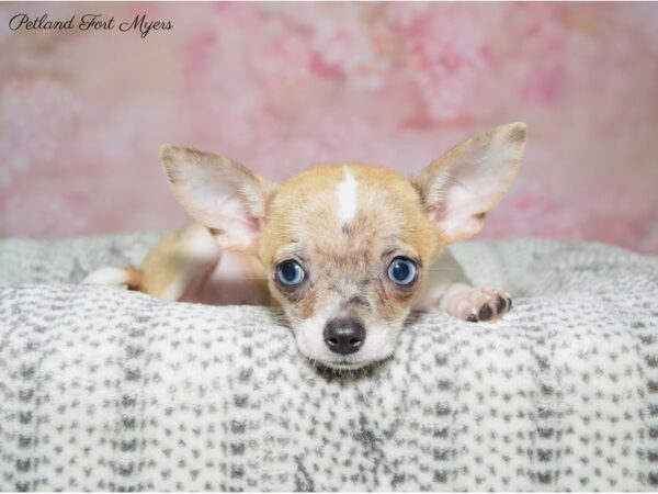 Chihuahua DOG Female Chocolate Merle 22496 Petland Fort Myers, Florida