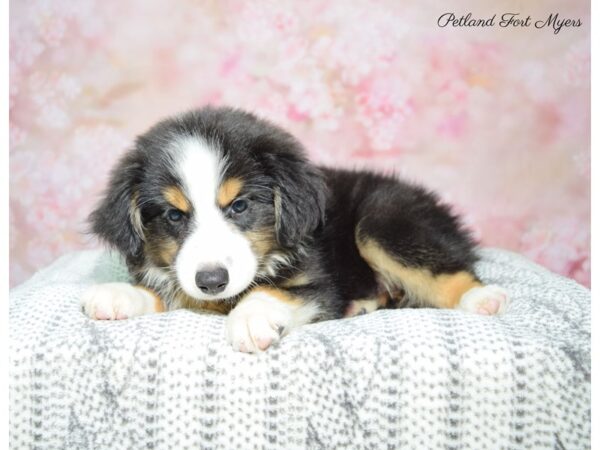 Australian Shepherd DOG Male Tri 22493 Petland Fort Myers, Florida