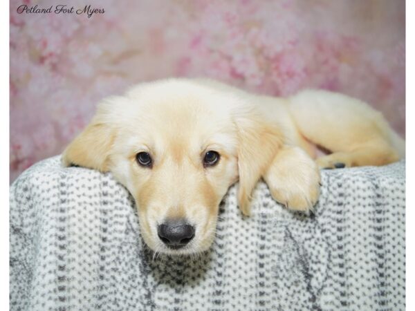 Golden Retriever DOG Male Golden 22491 Petland Fort Myers, Florida