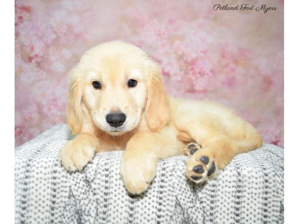 Golden Retriever DOG Female Golden 22492 Petland Fort Myers, Florida