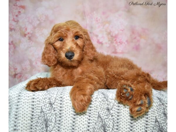 Goldendoodle DOG Male Red 22494 Petland Fort Myers, Florida