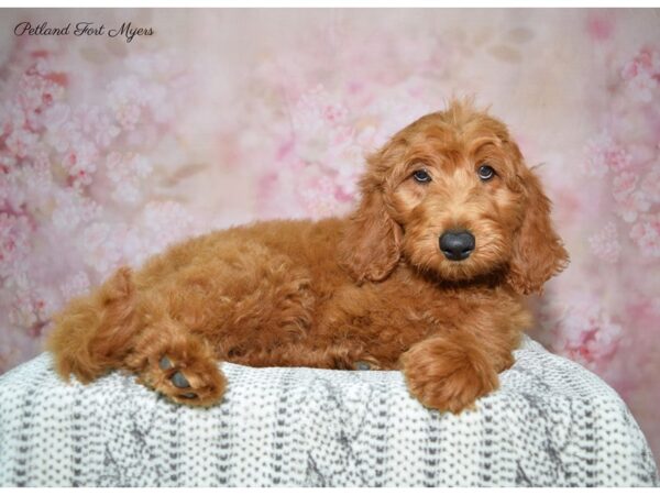 Goldendoodle DOG Female Red 22495 Petland Fort Myers, Florida