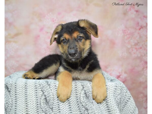 German Shepherd DOG Female Black & Tan 22536 Petland Fort Myers, Florida