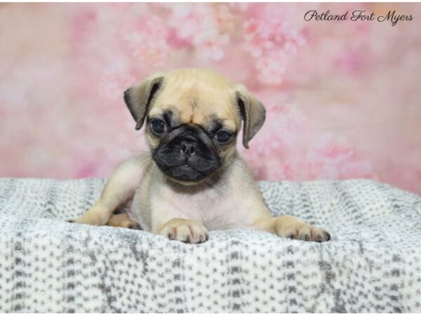 Pug DOG Female Fawn 22535 Petland Fort Myers, Florida