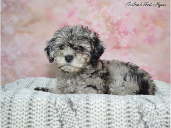 Mini Goldendoodle DOG Female Blue Merle 22534 Petland Fort Myers, Florida