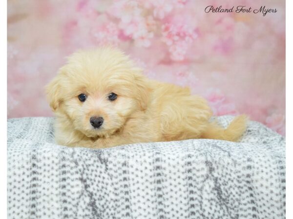 Pom Poo-DOG-Female-Cream-22533-Petland Fort Myers, Florida