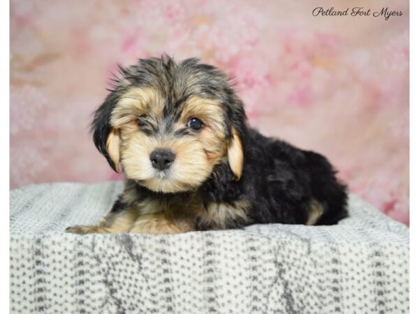 Morkie (Maltese/Yorkshire Terrier) DOG Male Black & Tan 22532 Petland Fort Myers, Florida