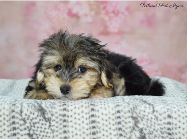 Morkie (Maltese/Yorkshire Terrier) DOG Male Black & Tan 22531 Petland Fort Myers, Florida