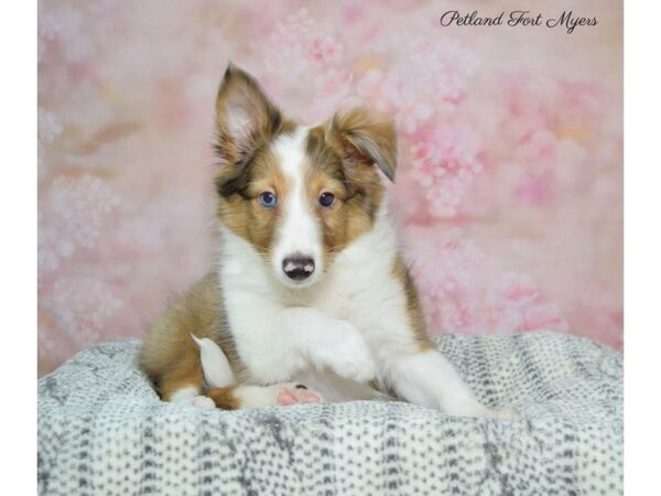 Shetland Sheepdog-DOG-Male-Sable & White-22530-Petland Fort Myers, Florida