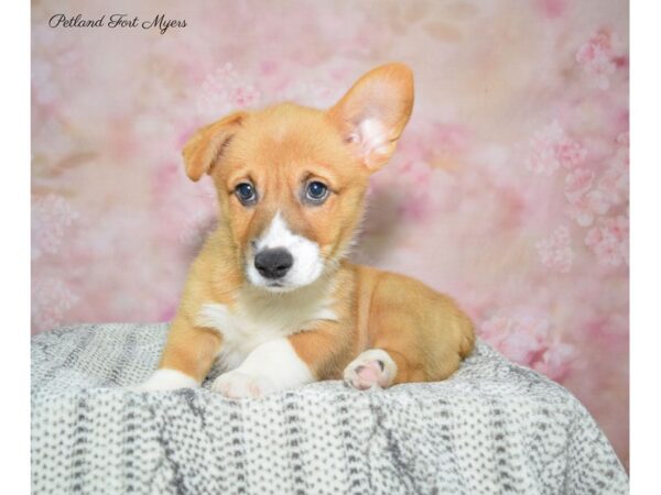 Pembroke Welsh Corgi-DOG-Male-Red & White-22529-Petland Fort Myers, Florida