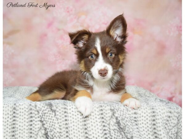 Miniature American Shepherd DOG Female Red Tan & White 22528 Petland Fort Myers, Florida