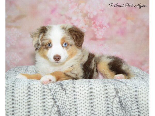 Miniature American Shepherd DOG Male Red Merle 22527 Petland Fort Myers, Florida