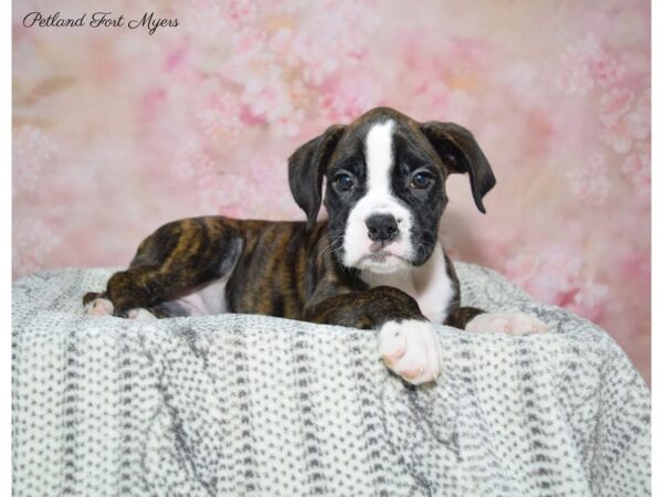 Boxer DOG Female Brindle Black Mask 22526 Petland Fort Myers, Florida