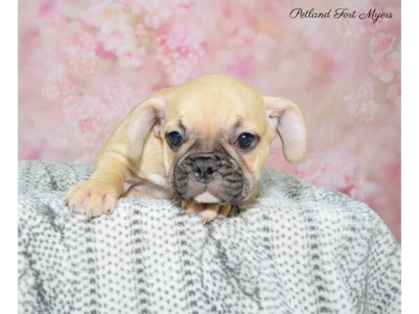 French Bulldog DOG Female Fawn, Black Mask 22525 Petland Fort Myers, Florida