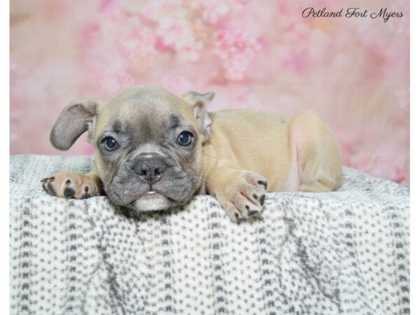 French Bulldog DOG Male Fawn 22524 Petland Fort Myers, Florida