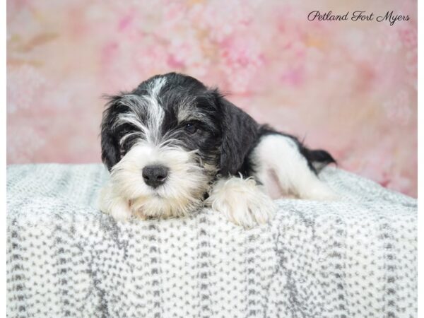 Miniature Schnauzer DOG Male W/B/T/Prti 22523 Petland Fort Myers, Florida