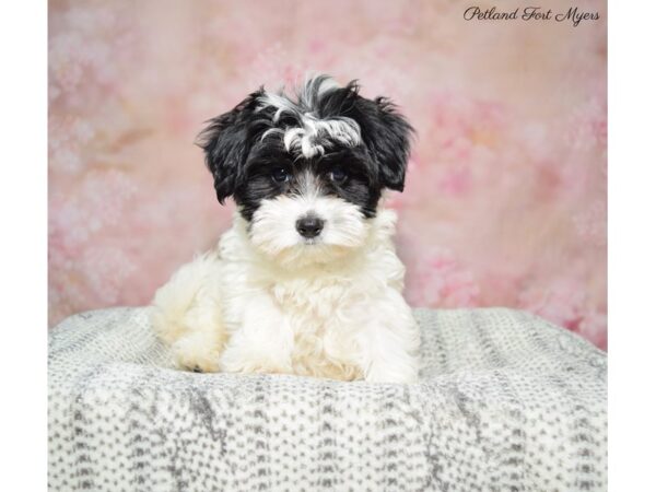 Morkie (Maltese/Yorkshire Terrier) DOG Female B/W/T/Prti 22522 Petland Fort Myers, Florida