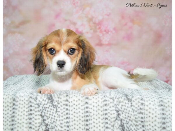 F1B Cavachon-DOG-Female-Rd Sbl/Prt-22521-Petland Fort Myers, Florida