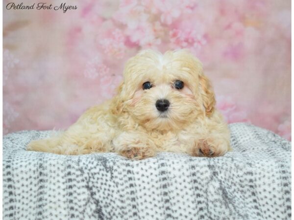 Malti Poo-DOG-Female-Apricot/Cream-22520-Petland Fort Myers, Florida