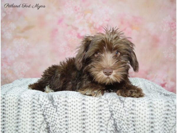 Miniature Schnauzer DOG Female L/W/Mrks 22519 Petland Fort Myers, Florida