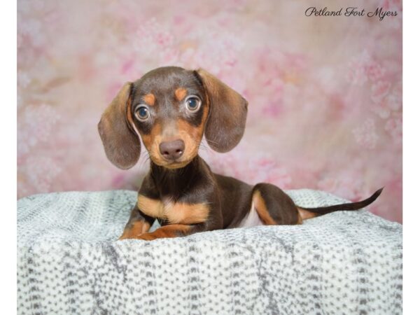 Dachshund DOG Male C/T 22518 Petland Fort Myers, Florida