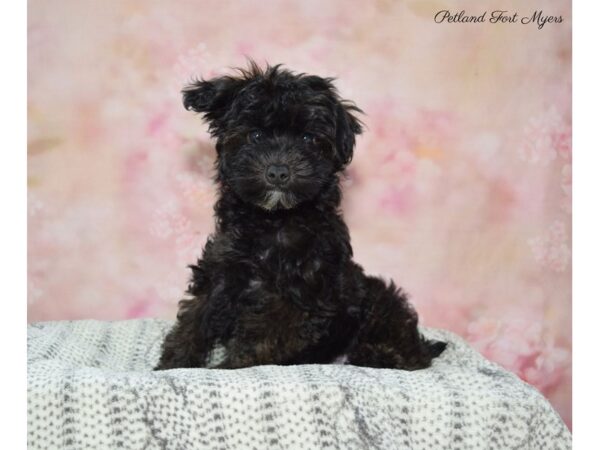 Mini Schnauzer/Poodle DOG Female Sable 22517 Petland Fort Myers, Florida