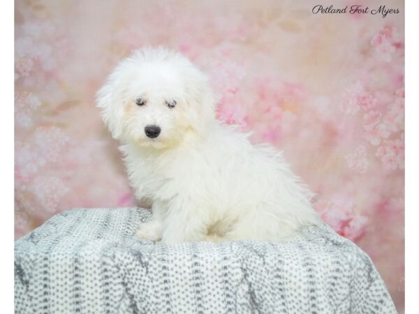 Bichon Frise-DOG-Male-White-22516-Petland Fort Myers, Florida